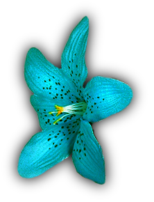 Blue Flower