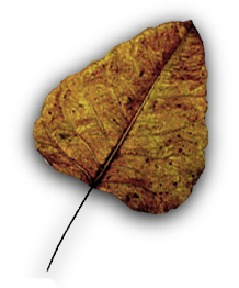 Orange Leaf