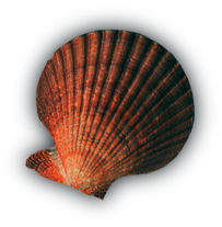 Orange Shell